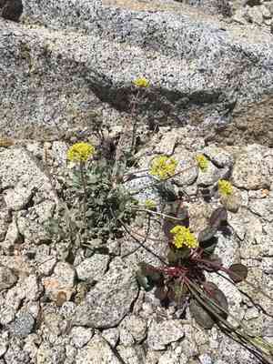 Frosted buckwheat(Eriogonum incanum)