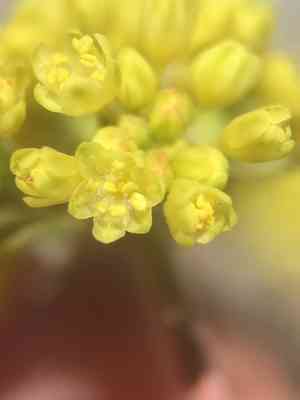 Frosted buckwheat(Eriogonum incanum)