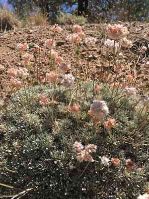 Kennedy's buckwheat(Eriogonum kennedyi)