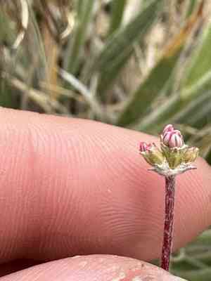 Kennedy's buckwheat(Eriogonum kennedyi)