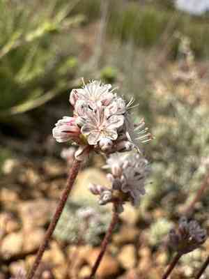 Kennedy's buckwheat(Eriogonum kennedyi)