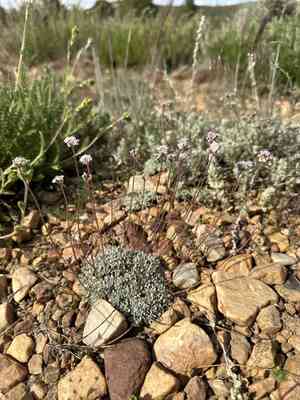 Kennedy's buckwheat(Eriogonum kennedyi)