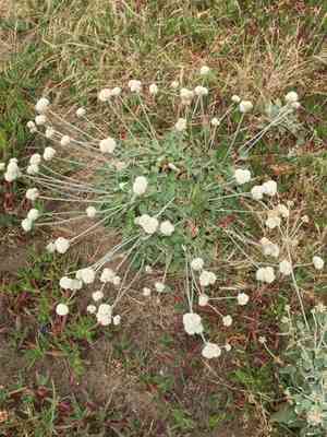 Seaside buckwheat(Eriogonum latifolium)