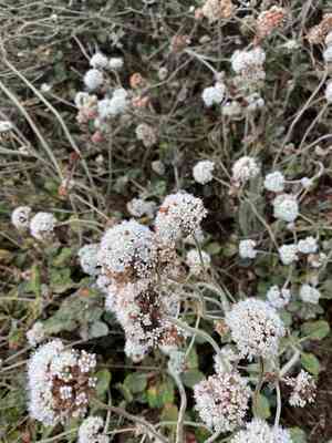 Seaside buckwheat(Eriogonum latifolium)