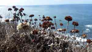 Seaside buckwheat(Eriogonum latifolium)