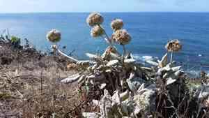 Seaside buckwheat(Eriogonum latifolium)