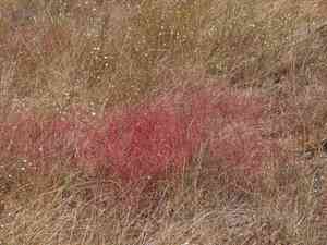 Goldencarpet buckwheat(Eriogonum luteolum)