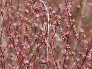 Goldencarpet buckwheat(Eriogonum luteolum)