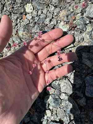 Goldencarpet buckwheat(Eriogonum luteolum)