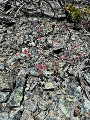 Goldencarpet buckwheat(Eriogonum luteolum)