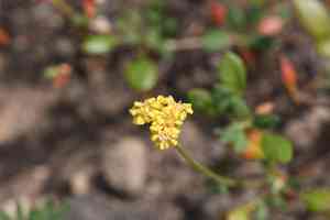 Marumleaf buckwheat(Eriogonum marifolium)