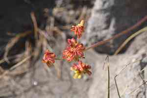 Marumleaf buckwheat(Eriogonum marifolium)