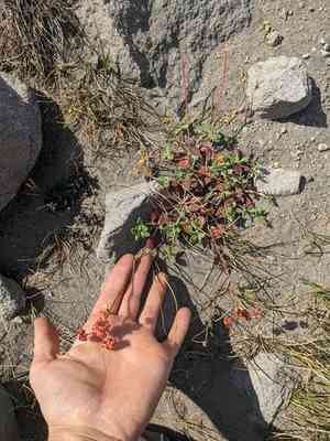 Marumleaf buckwheat(Eriogonum marifolium)
