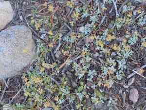 Marumleaf buckwheat(Eriogonum marifolium)