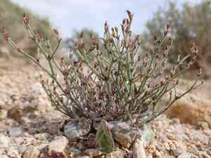 Birdnest buckwheat(Eriogonum nidularium)
