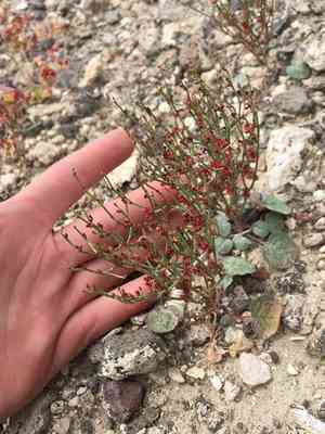 Birdnest buckwheat(Eriogonum nidularium)