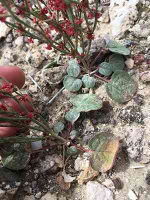 Birdnest buckwheat(Eriogonum nidularium)