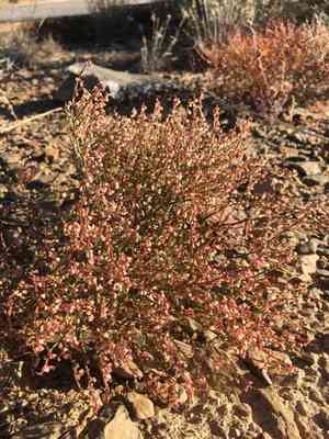 Birdnest buckwheat(Eriogonum nidularium)