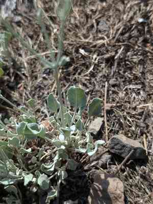 Snow buckwheat(Eriogonum niveum)