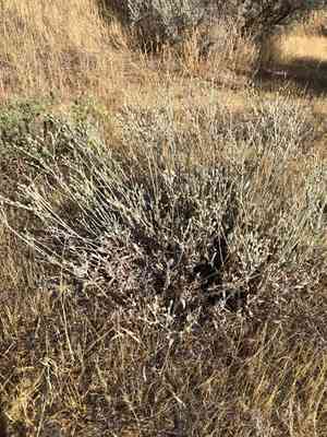 Snow buckwheat(Eriogonum niveum)