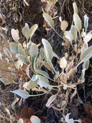 Snow buckwheat(Eriogonum niveum)