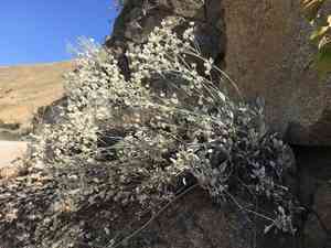Snow buckwheat(Eriogonum niveum)