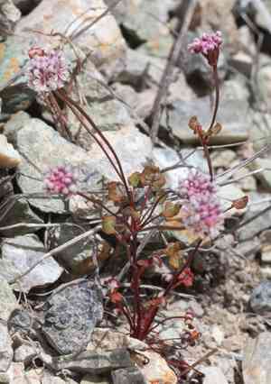Pinnacles buckwheat(Eriogonum nortonii)