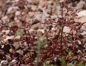 Pinnacles buckwheat(Eriogonum nortonii)