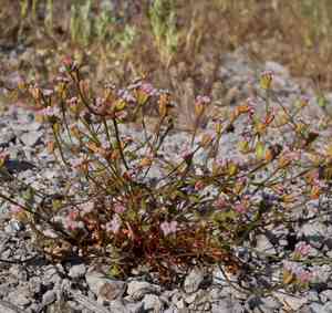 Pinnacles buckwheat(Eriogonum nortonii)
