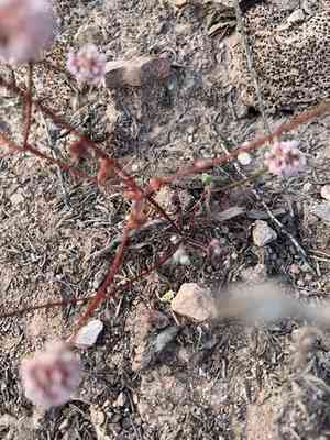 Pinnacles buckwheat(Eriogonum nortonii)