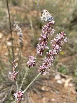 Redroot buckwheat(Eriogonum racemosum)