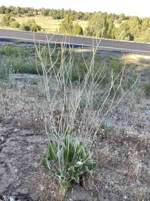 Redroot buckwheat(Eriogonum racemosum)