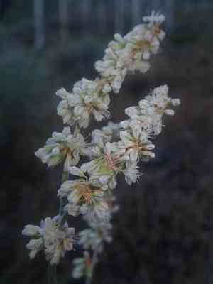 Redroot buckwheat(Eriogonum racemosum)