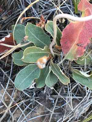 Redroot buckwheat(Eriogonum racemosum)