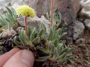 Rosy buckwheat(Eriogonum rosense)