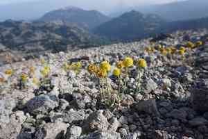 Rosy buckwheat(Eriogonum rosense)