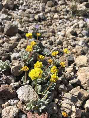 Rosy buckwheat(Eriogonum rosense)