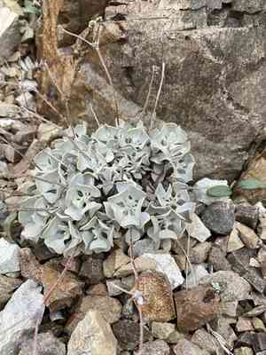 Hoary buckwheat(Eriogonum saxatile)