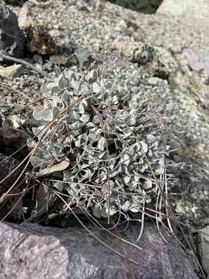 Hoary buckwheat(Eriogonum saxatile)
