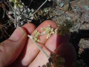 Hoary buckwheat(Eriogonum saxatile)