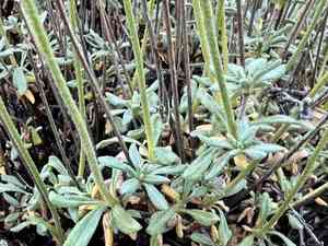 Rock buckwheat(Eriogonum sphaerocephalum)