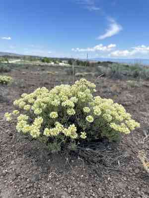 Rock buckwheat(Eriogonum sphaerocephalum)