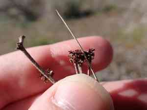 Rock buckwheat(Eriogonum sphaerocephalum)
