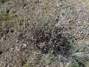 Rock buckwheat(Eriogonum sphaerocephalum)