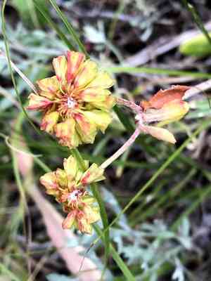 Sulphurflower Buckwheat(Eriogonum umbellatum)