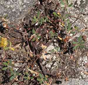 Sulphurflower Buckwheat(Eriogonum umbellatum)