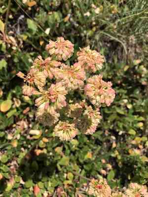 Sulphurflower Buckwheat(Eriogonum umbellatum)