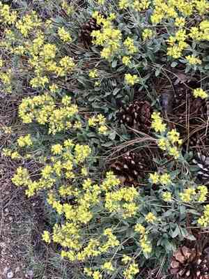Sulphurflower Buckwheat(Eriogonum umbellatum)