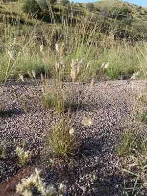 Shortleaf woollygrass(Erioneuron avenaceum)