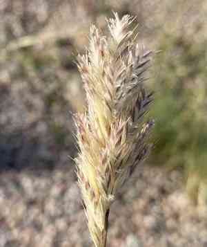 Shortleaf woollygrass(Erioneuron avenaceum)